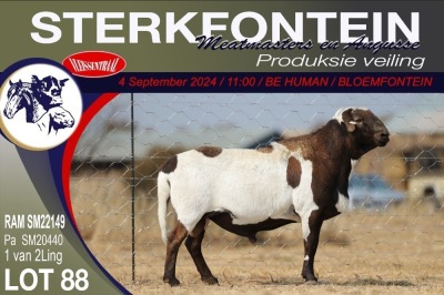 1X MEATMASTER RAM STERKFONTEIN MEATMASTERS