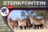 1+1X MEATMASTER EWE STERKFONTEIN MEATMASTERS