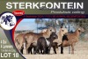 1+1X MEATMASTER EWE STERKFONTEIN MEATMASTERS - 2