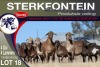 1+1X MEATMASTER EWE STERKFONTEIN MEATMASTERS - 3