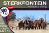 1+1X MEATMASTER EWE STERKFONTEIN MEATMASTERS - 4